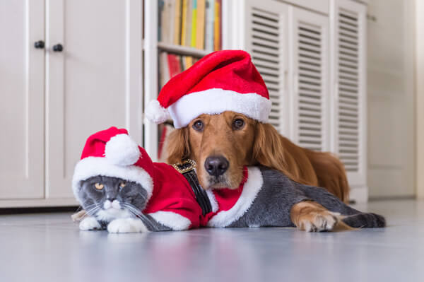 Dog and cat laying together