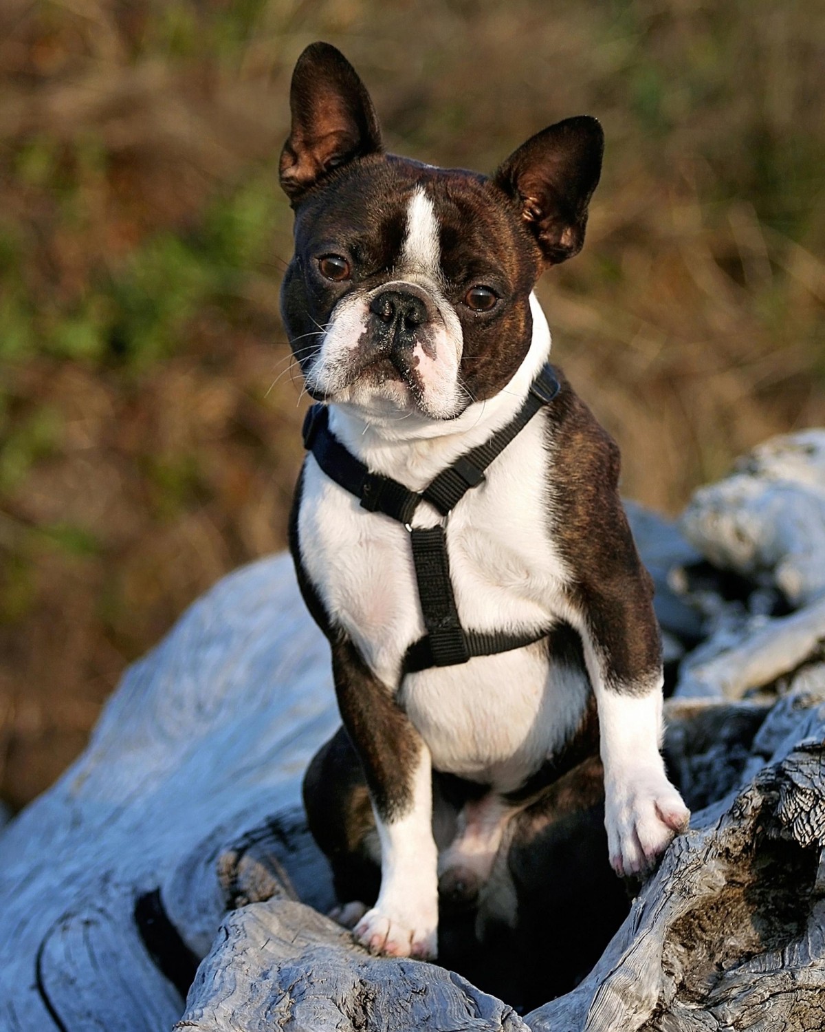 Boston Terrier