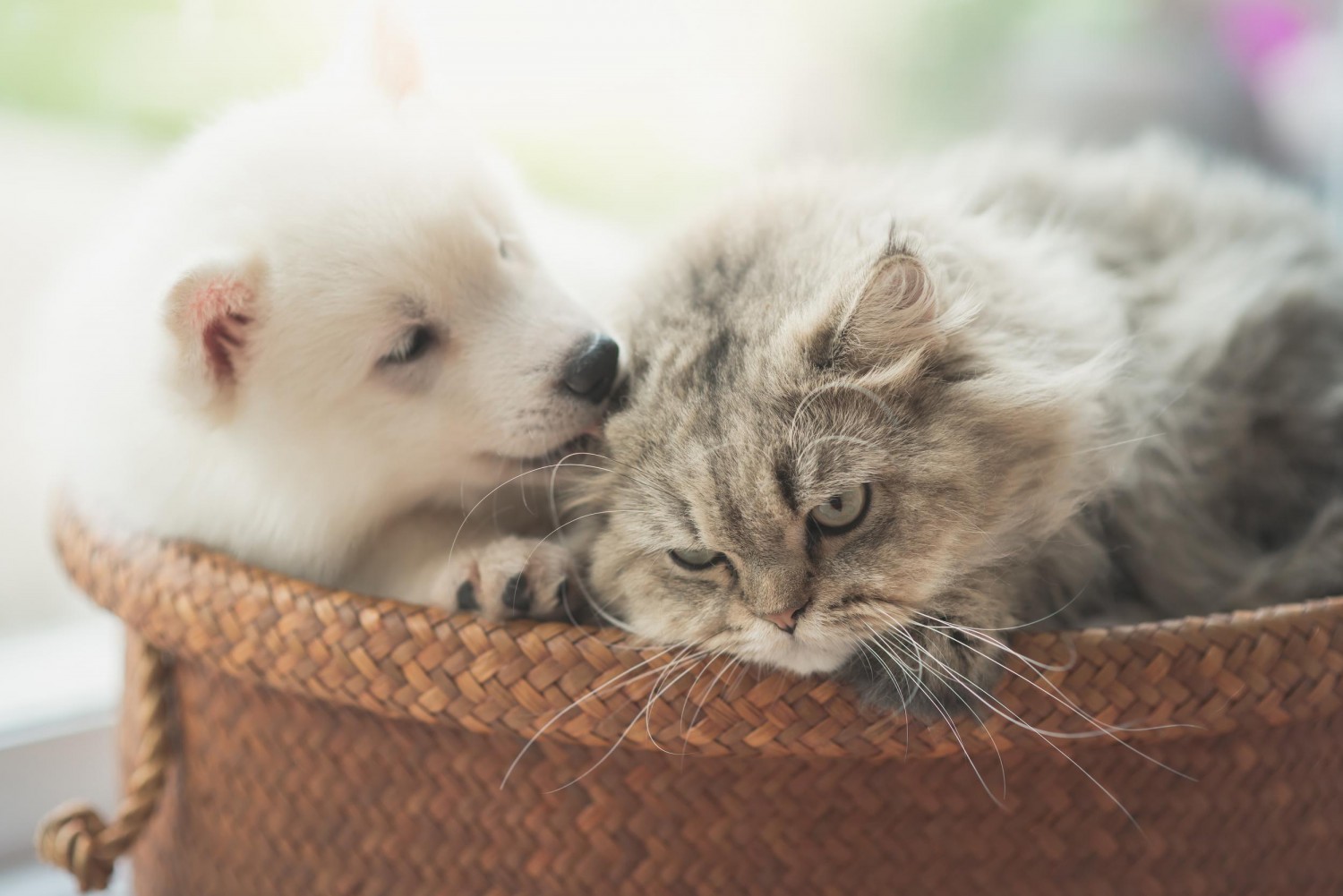 White dog and grey cat