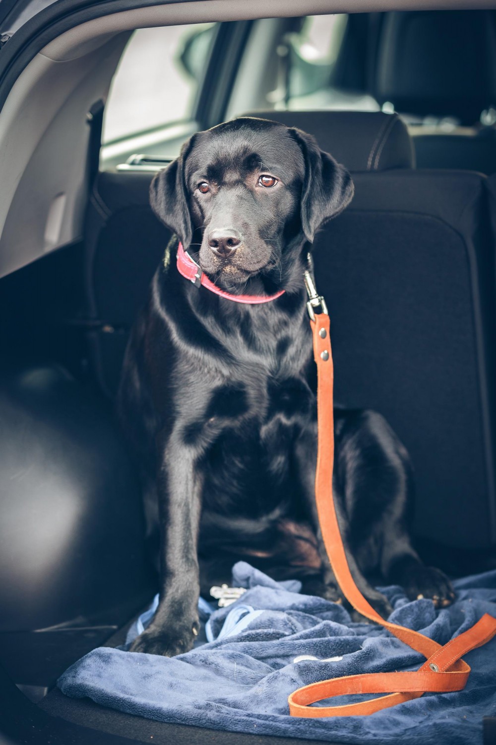 Black Lab