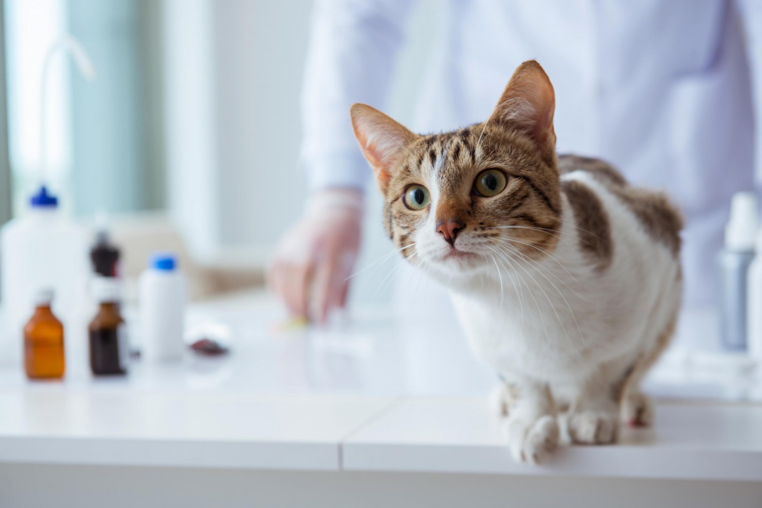 Cat on counter