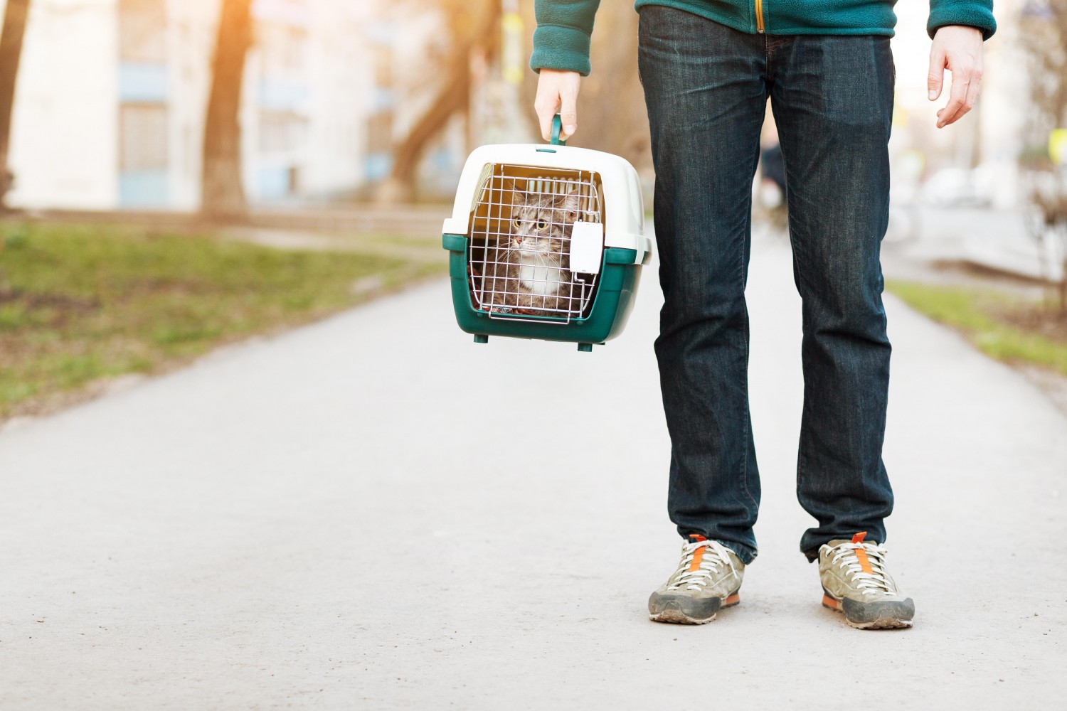 Pet in Carrier