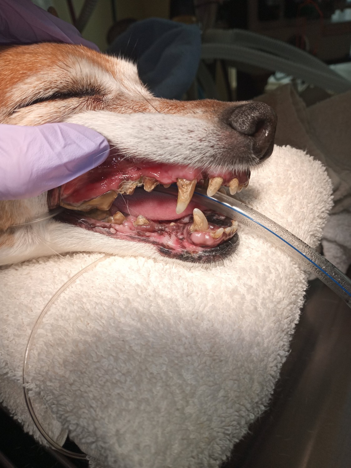 Dog Before Dental