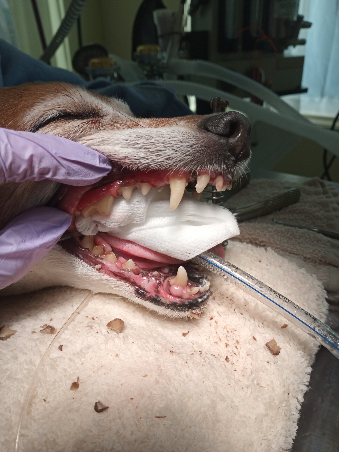 Dog After Dental