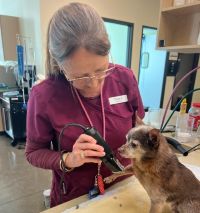 Tech handling dog's catheter