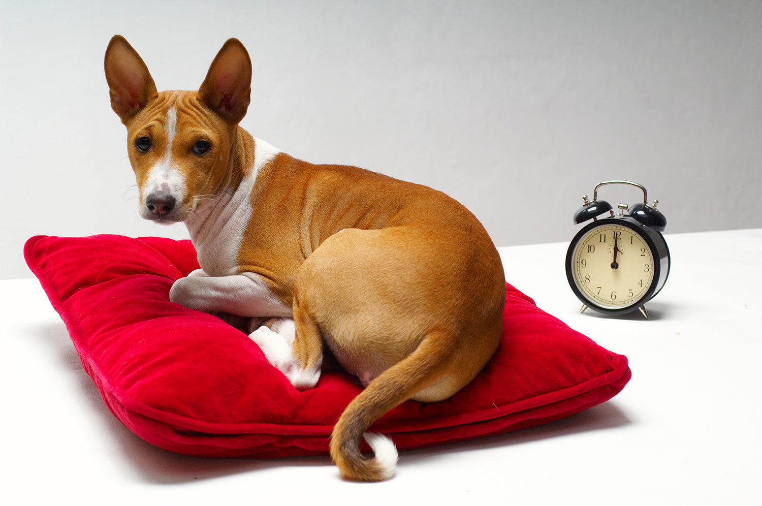 Dog + Clock